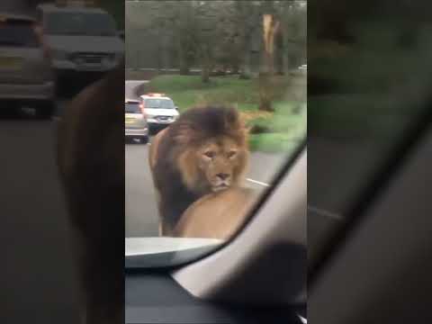 ماأجمل الأسد مع لبوة