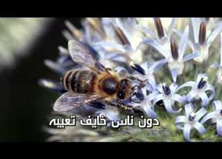 ريض يا الطارش يا المعنى