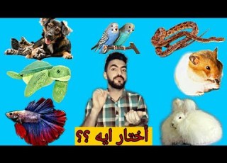 ازاى اختار الحيوان الأليف المناسب