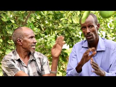 SOORAAN IYO XUSBIYADA MAXAA KALA HAYSTA 2017