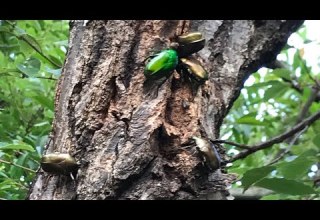 カナブン 大群 喧嘩