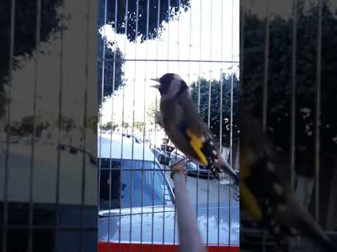 تغريد مقنين خلوي مونتي لاڨلاڨ تيبتباتي تغريد مقنين خلوي مونتي لاڨلاڨ تيبتباتي