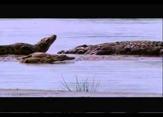 Gustave The Giant Nile Crocodile VS The Hippopotamus Discussion Video