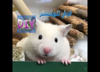  اسهل طريقة لصنع فرش للهامستر غير مكلفة