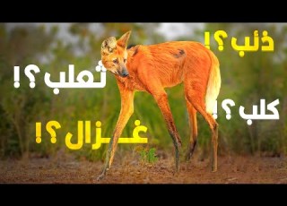  ولا غزال ولا ذئب ولا ثعلب