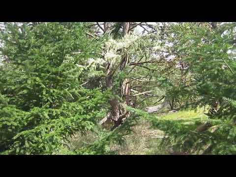 Sieht Aus Wie Spanisches Moos Des Nordens