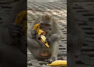  Banana Robbery Cat Banana Monkey