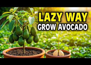  Avocado Aus Einem Kern Ziehen Die Faule Methode Die Tatsächlich Funktioniert