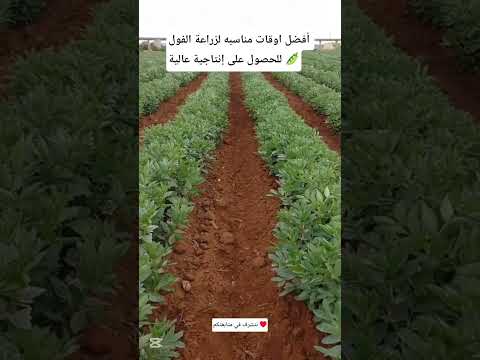 أفضل اوقات مناسبه لزراعة الفول علشان تنجح ويعطي إنتاجية عالية أفضل اوقات مناسبه لزراعة الفول علشان تنجح ويعطي إنتاجية عالية