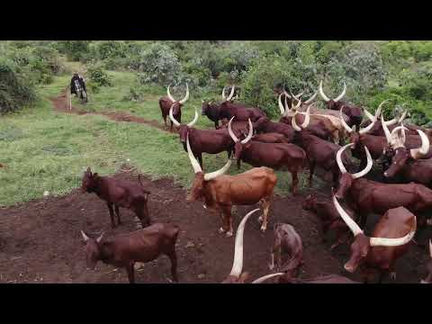 NTEMI SONG Swahili Movie Bongo Movies Latest African Latest Movies