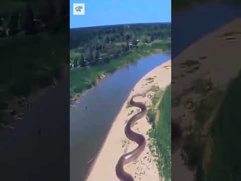 أكبر أفعى في العالم