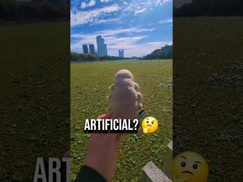 Is This Video Real Or AI Biologiadesdecero