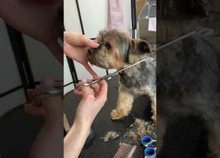 How To Trim Yorkie Face