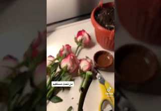 طريقة سهله لزراعة الورد بالبيت