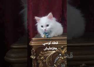 القطه لوسي مسكينه متزعليش ياقطه