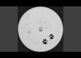 Who Let The Dogs Out Feat EVALINA Extended Mix