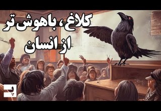 کلاغ ها موجوداتی زرنگ که از کودکان هم باهوش تر اند