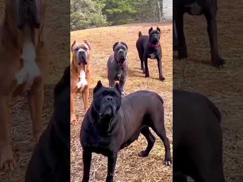 Bad Day In Office Kadusko Kadus Comedy Trendingshorts