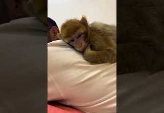 لكنها طفله بداره حيوانات ابو اسيا