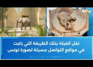 موت فيلة البلفيدير Baby التي أهداها فرنسي إلى تونس التونسي الذي جلبها يكشف