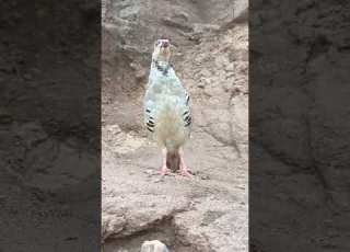  Chakor Partridge Voice Pahari Chakor Bachi Ki Awaz