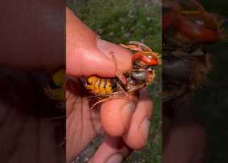 Handling A Female European Hornet Wasp Insect Insects Bug Bugs Tarantula Tarantulas Spiders Fyp