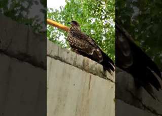 Cheel Is Making A Sound