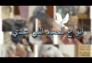 انواع الحمام اللي عندي جوله في السلاكات