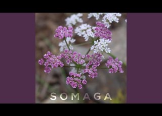 Shirin Mahali Shiraz Somaga