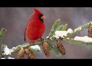 Сергей Чекалин падал снег Рождественская сказка под музыку зимы