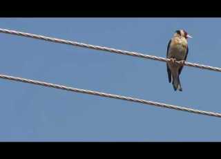  Wild Goldfinch In Palestine اون في فلسطين عروس التركمان