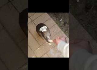 Omg Ratatouille Meme Mouse Viral Fypシ Japan Foryou Shorts Shortvideo
