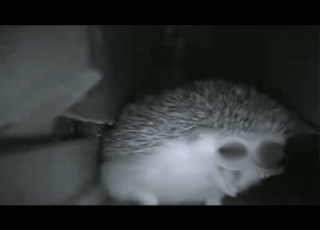 ежик чихнул и пукнул одновременно