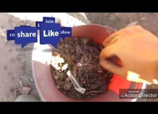  KUTENGENEZA UDONGO WA RUTUBA KWA BUSTANI YAKO Fertile Soil