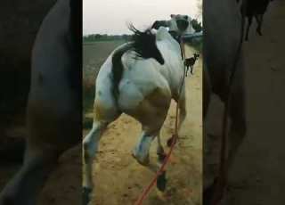 New Nagor Ox Race Bail Race Video 25 April 2022