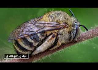 تأمل في بديع صنع الله