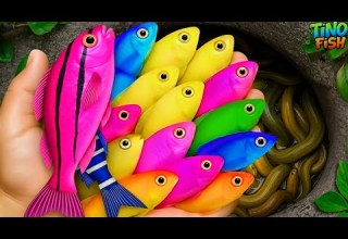 اصطد أسماك الزينة الجميلة في بركة صغيرة مثل سمك البلاتي والسلاحف الصغيرة والأسماك الذهبية وأس