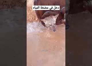  واوي ينجو باعجوبة بمشهد ادهش الجميع