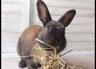 Hay O Dynamite A Rabbit Parody