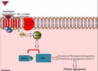  Clopidogrel Mechanism Of Action