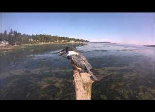 Kingfisher Fishing