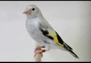 CD Copia Jilguero Canto Limpio De Concurso كوبية رائعة لتعليم والمشاركة في مسابقة تغريد الحسون