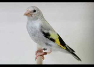 CD Copia Jilguero Canto Limpio De Concurso كوبية رائعة لتعليم والمشاركة في مسابقة تغريد اون