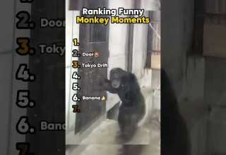 Ranking Funny Monkey Moments