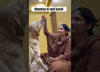 Bheemaa Ki Anni Kavali Ytshorts Petshub Pets Petlover Dog Doglife Ursmeenaa Doglife Bheemaa