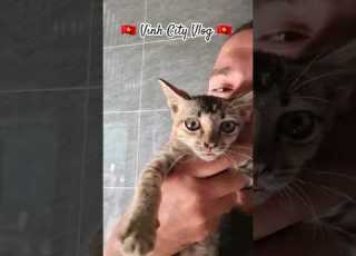 Vinh City Vlog Breakfast With Timo The Cat From Vinh City Vietnam Vinhcity Cat Breakfast