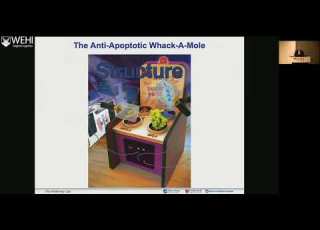 Walensky L 2026 Dissecting The Activation Oligomerization And Regulation Of Pro Apoptotic BAX