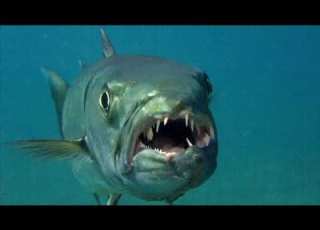  WHAT YOU DID NOT KNOW ABOUT GREAT BARRACUDA