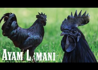Ayam Cemani All About The All Black Chicken