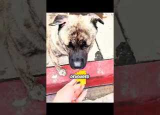 Woman Found A Weak Homeless Dog Beside A Flower